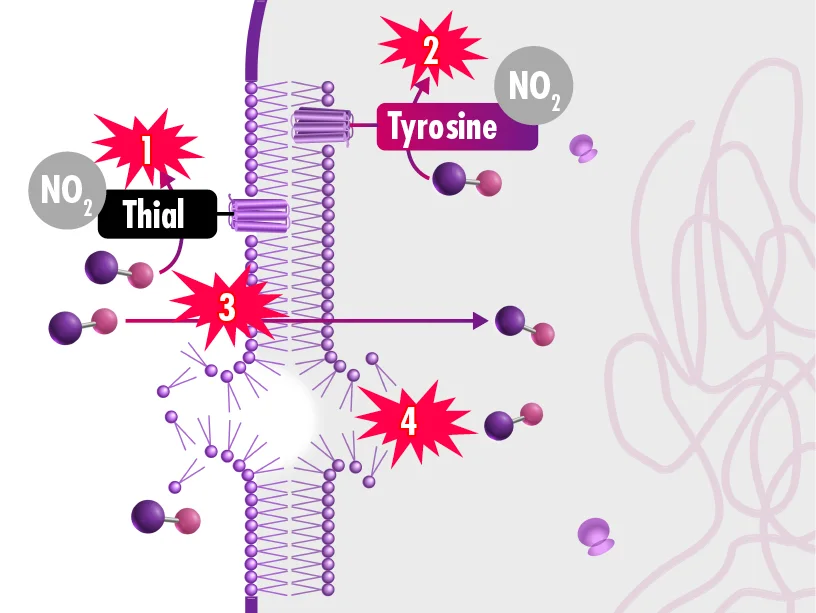 Grafik, die zeigt wie NO extrazelluläre Proteine inaktiviert und in bakterielle Zellwände eindringt